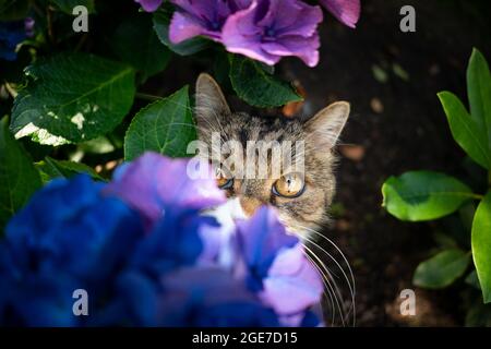 shy tabby bianco britannico shorthair gatto nascosto sotto fioritura idrangea pianta all'aperto Foto Stock