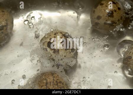 piccole uova di quaglia macchiate in acqua bollente Foto Stock