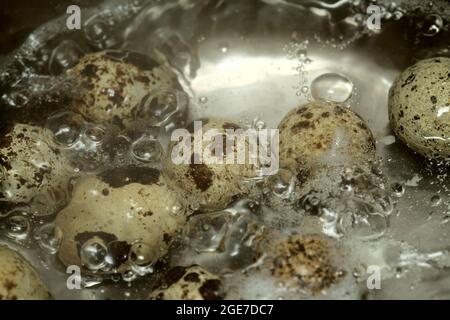 piccole uova di quaglia macchiate in acqua bollente Foto Stock