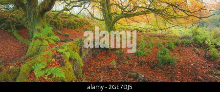 Un ampio panorama di una foresta lussureggiante e verdeggiante con colori autunnali, felci e faggi ritorti (Fagus sylvatica) a Dunvegan su t. Foto Stock