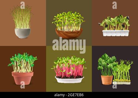 Nutrizione sana microgrens insieme quadrato realistico isolato illustrazione vettoriale Illustrazione Vettoriale