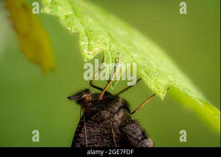 Farfalla di pavone appena emersa, aglais io, poggiante su foglia di ortica pungente con bozzolo vuoto nelle vicinanze Foto Stock