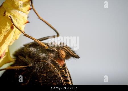 Farfalla di pavone appena emersa, aglais io, poggiante su guscio vuoto di bozzolo Foto Stock