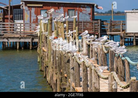 Italia Emilia Romagna - Valli di Comacchio - dintorni di Foce Foto Stock