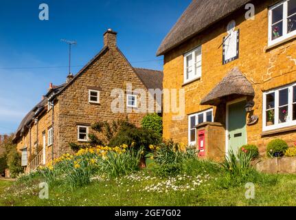 Regno Unito, Inghilterra, Oxfordshire, Wroxton, Main Street, Narcisi in fiore fuori piuttosto storico Cotswold pietra costruito vecchio Ufficio postale Foto Stock