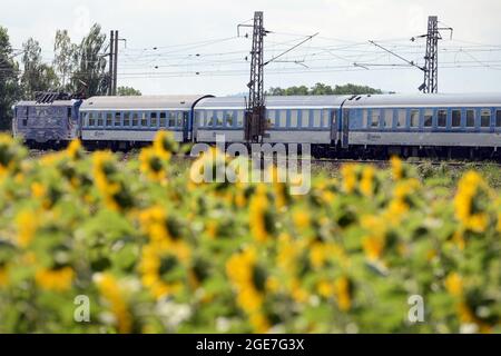 Kolin, Repubblica Ceca. 17 agosto 2021. Il treno commerciale ''railjet'' delle Ferrovie Ceche diretto a Brno, passa da un bellissimo campo di girasole vicino a Kolin durante una giornata di sole nella Repubblica Ceca. La Czech Railways è il principale operatore ferroviario della Repubblica Ceca che fornisce servizi regionali e a lunga distanza. (Immagine di credito: © Slavek Ruta/ZUMA Press Wire) Foto Stock