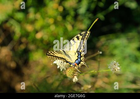 Farfalla a coda di rondine sul fiore selvatico. Foto Stock
