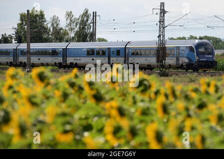 Kolin, Repubblica Ceca. 17 agosto 2021. Il treno commerciale ''railjet'' delle Ferrovie Ceche diretto a Brno, passa da un bellissimo campo di girasole vicino a Kolin durante una giornata di sole nella Repubblica Ceca. La Czech Railways è il principale operatore ferroviario della Repubblica Ceca che fornisce servizi regionali e a lunga distanza. (Immagine di credito: © Slavek Ruta/ZUMA Press Wire) Foto Stock