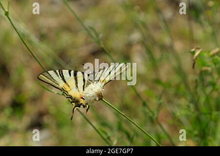 Farfalla a coda di rondine sul fiore selvatico. Foto Stock