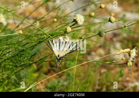 Farfalla a coda di rondine sul fiore selvatico. Foto Stock
