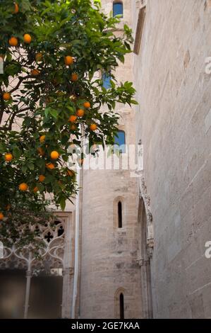 Arance Tree and Tower, Seta Exchange (Llotja de la Seda) Valencia, Spagna, Europa Foto Stock