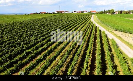 Vista aerea dei campi di viti nella regione viticola della Renania Palatinato, Germania. Foto Stock