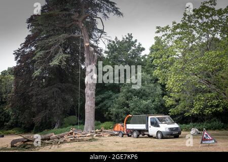 I chirurghi dell'albero lasciano le corde, tagliano i tronchi e le attrezzature durante la rimozione di un albero grande, Inghilterra. Foto Stock