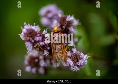 Hornet mimic Hoverfly (Volucella zonaria) sulla menta piperita (Menta × piperita) Foto Stock