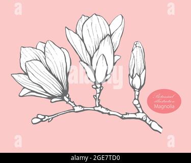 Modello di disegno botanico organico. Disegno a mano Vector magnolia fiore illustrazione Illustrazione Vettoriale