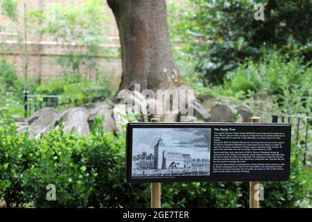 L'albero Hardy alla chiesa vecchia di St Pancras in Camden Foto Stock