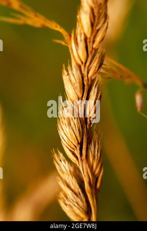 Grano di wheatsheaf dorato in primo piano dettagliato nel campo Foto Stock