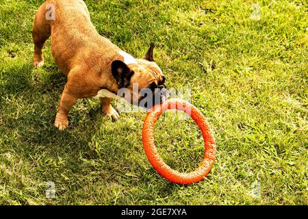 Divertente bulldog francese gioca con un giocattolo su un prato verde. I Bulldogs francesi sono molto divertenti. Foto Stock