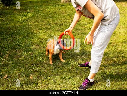 Divertente bulldog francese gioca con un giocattolo su un prato verde. I Bulldogs francesi sono molto divertenti. Foto Stock