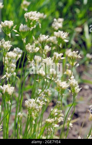 Aglio napoletano, aglio napoletano, cipolla napoletana, aglio bianco, Lauch napoletanischer, Allium napolitanum, nápolyi hagyma, Europa Foto Stock