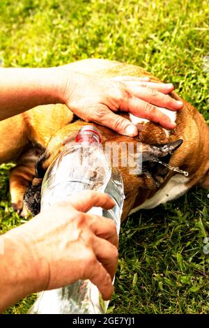 Quando è molto caldo in estate, l'hostess versa acqua da una bottiglia sul suo cane. Il Bulldog francese ama essere innaffiato con acqua. Foto Stock