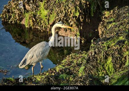 Vista mattutina dell'airone grigio a lunghe zampe (Ardea Cinerea) in cerca di cibo sulle rocce ricoperte di alghe verdi nel porto di Dun Laoghaire (West Pier) Foto Stock