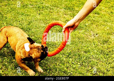 Divertente bulldog francese gioca con un giocattolo su un prato verde. I Bulldogs francesi sono molto divertenti. Foto Stock