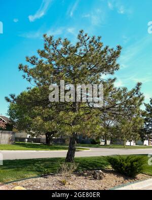 Pino scozzese, Pinus syvestris, in un quartiere di Wichita, Kansas, USA. Foto Stock