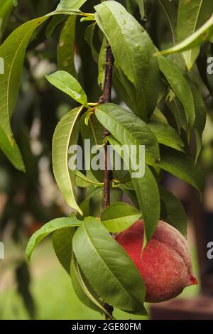 Lizard di Anole Verde in Peach Tree in Azienda agricola biologica Foto Stock