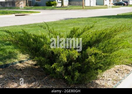 Arbusto o cespuglio di Juniper, ginepri, che crescono in un letto pacciottato a Wichita, Kansas, Stati Uniti. Foto Stock