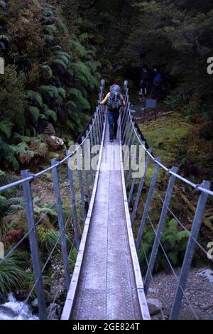 Paparoa Track, (una delle grandi passeggiate della Nuova Zelanda), West Coast, South Island, Nuova Zelanda Foto Stock