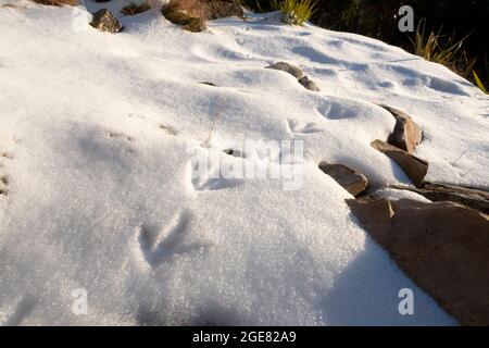 Paparoa Track, (una delle grandi passeggiate della Nuova Zelanda), West Coast, South Island, Nuova Zelanda Foto Stock