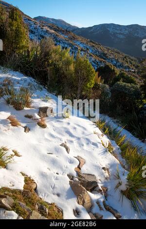 Paparoa Track, (una delle grandi passeggiate della Nuova Zelanda), West Coast, South Island, Nuova Zelanda Foto Stock