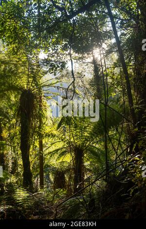 Paparoa Track, (una delle grandi passeggiate della Nuova Zelanda) Parco Nazionale di Paparoa, Costa Occidentale, Isola del Sud, Nuova Zelanda Foto Stock