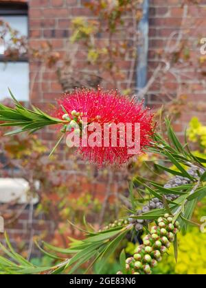 Fiore di fondo rosso, Callistemon citrinus, in un giardino irlandese con una casa in mattoni sullo sfondo, Dublino, Irlanda Foto Stock