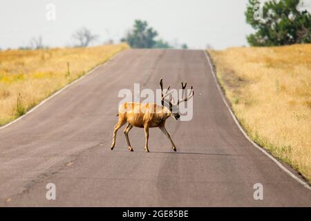 Mule cervi (Odocoileus hemionus) strada di attraversamento di buck in Rocky Mountain Arsenal National Wildlife Refuge, Commerce City, vicino a Denver, Colorado Foto Stock