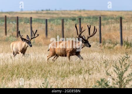 Mule Deer (Odocoileus hemionus) bucks - Rocky Mountain Arsenal National Wildlife Refuge, Commerce City, vicino a Denver, Colorado Foto Stock