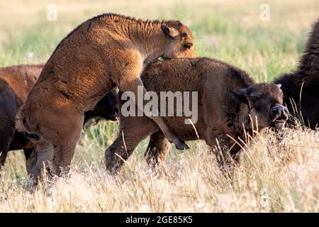 Gioco del giovane bisonte americano (bisonte bisonte) - Rocky Mountain Arsenal National Wildlife Refuge, Commerce City, vicino a Denver, Colorado Foto Stock