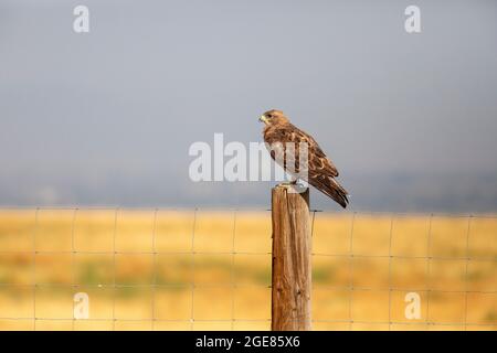 Swainson's Hawk (Buteo swaisoni) sul fencepost - Rocky Mountain Arsenal National Wildlife Refuge, Commerce City, vicino a Denver, Colorado Foto Stock