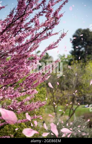 Alberi con i loro fiori rosa in un parco a Madrid Foto Stock