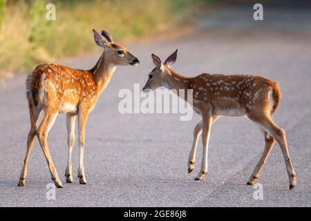Cervi dalla coda bianca (Odocoileus virginianus) fawns - Rocky Mountain Arsenal National Wildlife Refuge, Commerce City, vicino a Denver, Colorado Foto Stock