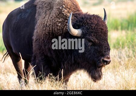 Male American Bison (Bison bison) - Rocky Mountain Arsenal National Wildlife Refuge, Commerce City, vicino a Denver, Colorado Foto Stock