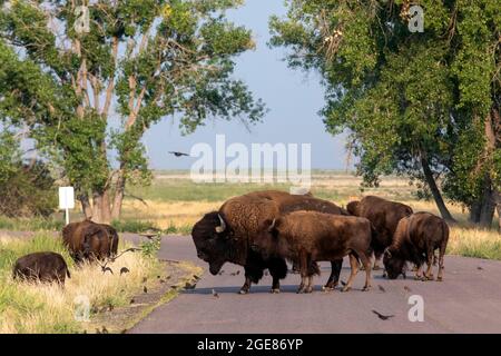 Herd of American Bison (Bison bison) che attraversa la strada nel Rocky Mountain Arsenal National Wildlife Refuge, Commerce City, vicino a Denver, Colorado Foto Stock