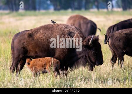 Femmina Americano bisonte (bisonte bisonte) vitello da allattamento - Rocky Mountain Arsenal National Wildlife Refuge, Commerce City, vicino Denver, Colorado Foto Stock