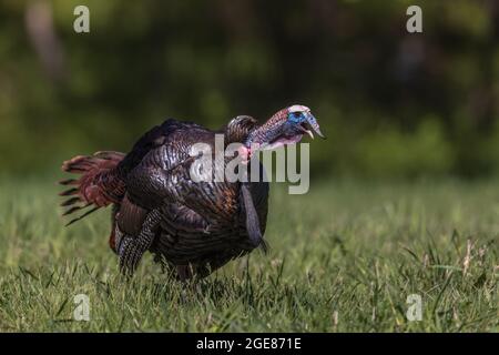 Tom turchia gobbling in Wisconsin settentrionale. Foto Stock