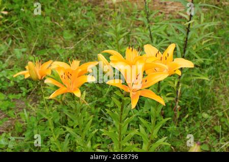 Fiori di giglio arancio luminoso e succosi su un prato verde. Messa a fuoco selettiva. Foto Stock