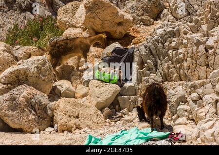 SEITAN Limania, CRETE - LUGLIO 18 2021: Turisti che interagiscono con le capre sulla ripida baia rocciosa e la spiaggia del sitan Limania sull'isola greca di CRET Foto Stock