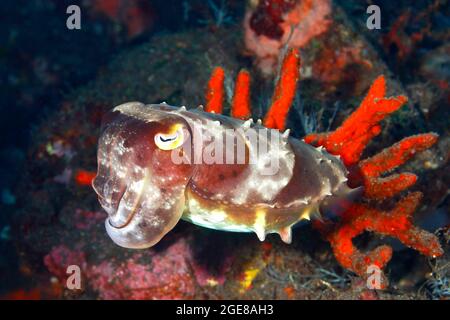 Broadclub Cepplefish, Seppia latimanus, nuoto di fronte a una spugna di mare rosso, subacquea.Tulamben, Bali, Indonesia. Mare di Bali, Oceano Indiano Foto Stock