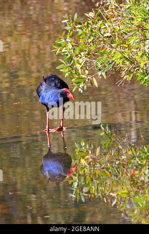 Australasiano Swamphen viola, porphyrio porphyrio melanotus. Riflessione in acqua. Coffs Harbour, NSW, Australia Foto Stock