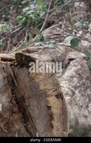 Viti di bacca nera che crescono su un vecchio ceppo massiccio in un parco Foto Stock